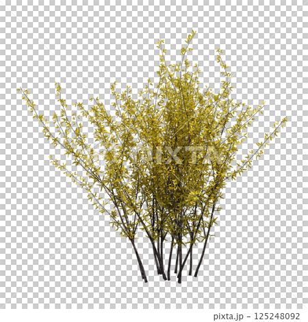 bush isolate on a transparent background, 3D illustration, cg render 125248092