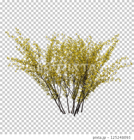 bush isolate on a transparent background, 3D illustration, cg render 125248093