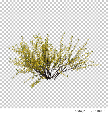 bush isolate on a transparent background, 3D illustration, cg render 125248096