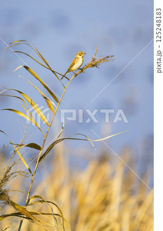 オオジュリン雄冬羽 オオジュリン雄冬羽 125248183