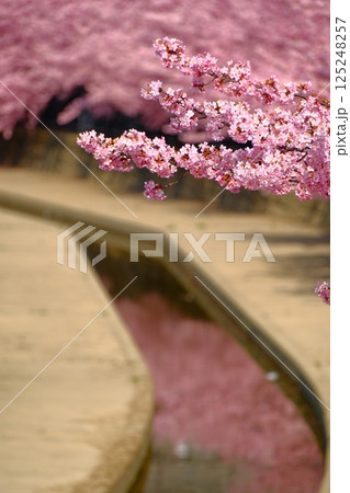 河津桜咲く京都淀水路 125248257