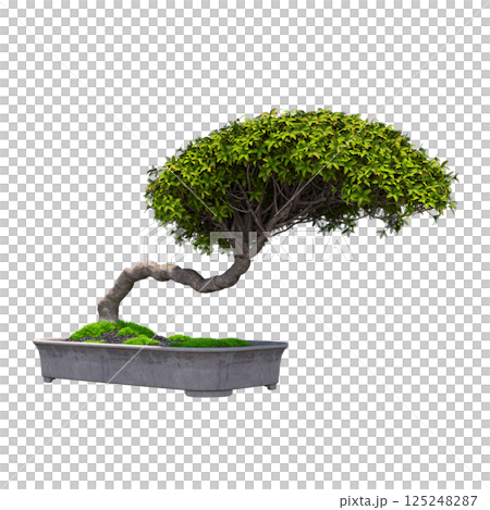 decorative bonsai tree isolated on a transparent background, 3D illustration, cg render decorative bonsai tree isolated on a transparent background, 3D illustration, cg render 125248287