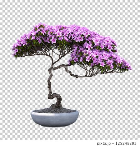 decorative bonsai tree isolated on a transparent background, 3D illustration, cg render 125248293