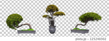 decorative bonsai tree isolated on a transparent background, 3D illustration, cg render decorative bonsai tree isolated on a transparent background, 3D illustration, cg render 125248302