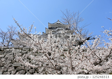 ソメイヨシノと晴天の空(福山城) ソメイヨシノと晴天の空(福山城) 125248313