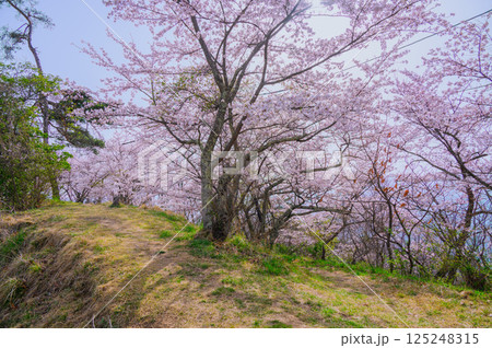 【光城山】山頂のサクラ【安曇野市】 【光城山】山頂のサクラ【安曇野市】 125248315