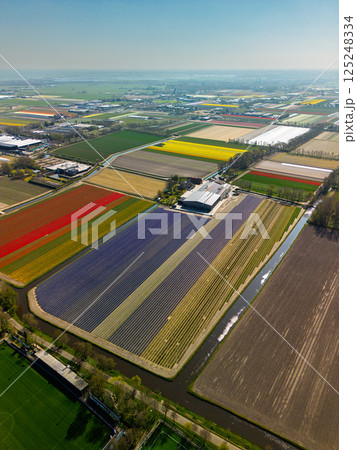 Aerial footage shows colorful tulip fields, greenhouses, and canals stretching across the flat Dutch landscape, with a lake and distant towns visible under an overcast sky. 125248334