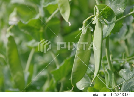 さやえんどう 125248385