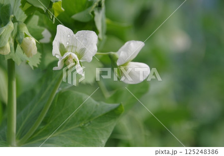 スナップエンドウの花 125248386