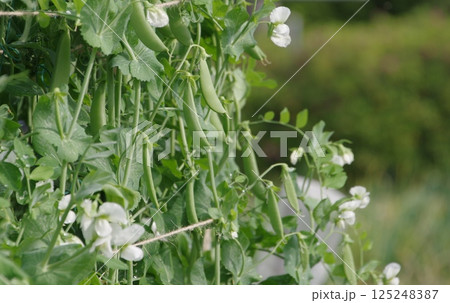 スナップエンドウ 125248387