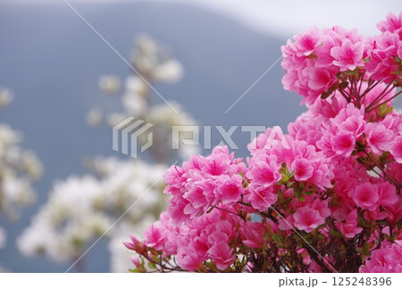 久留米つつじ 久留米つつじ 125248396