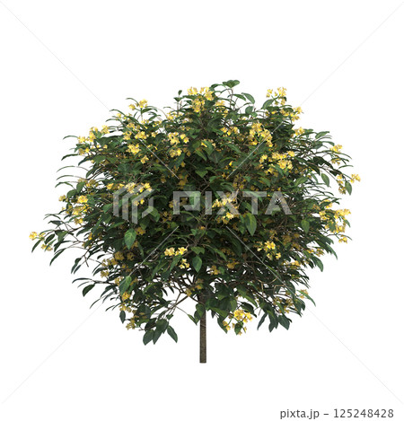 big tree, isolate on a transparent background, 3d illustration big tree, isolate on a transparent background, 3d illustration 125248428