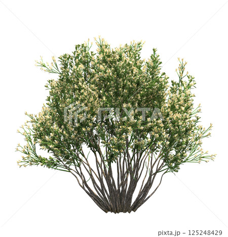 big tree, isolate on a transparent background, 3d illustration 125248429