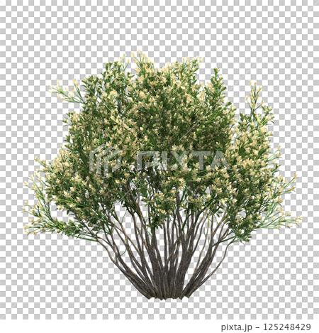 big tree, isolate on a transparent background, 3d illustration 125248429
