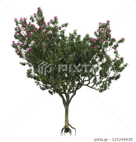 big tree, isolate on a transparent background, 3d illustration 125248430