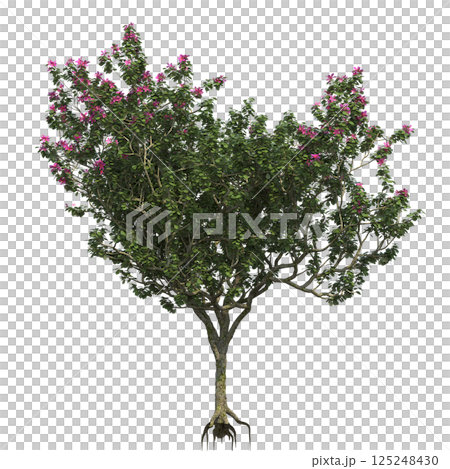 big tree, isolate on a transparent background, 3d illustration 125248430