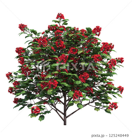 big tree, isolate on a transparent background, 3d illustration big tree, isolate on a transparent background, 3d illustration 125248449