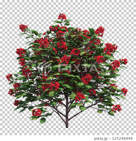 big tree, isolate on a transparent background, 3d illustration big tree, isolate on a transparent background, 3d illustration 125248449