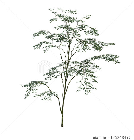 big tree, isolate on a transparent background, 3d illustration 125248457