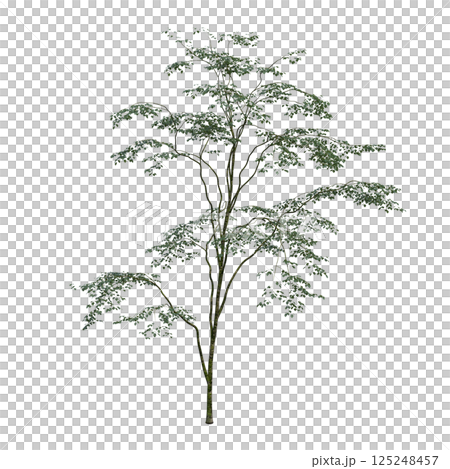 big tree, isolate on a transparent background, 3d illustration 125248457