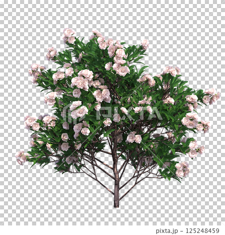 big tree, isolate on a transparent background, 3d illustration 125248459