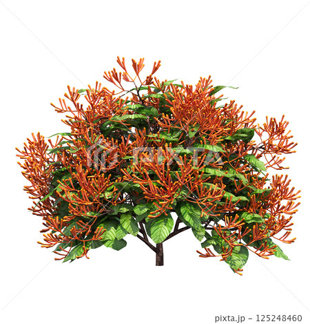 big tree, isolate on a transparent background, 3d illustration 125248460