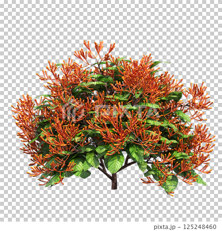 big tree, isolate on a transparent background, 3d illustration 125248460