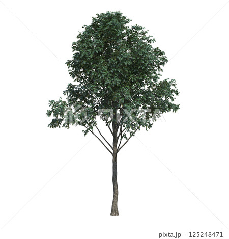 big tree, isolate on a transparent background, 3d illustration 125248471