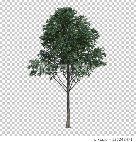 big tree, isolate on a transparent background, 3d illustration 125248471