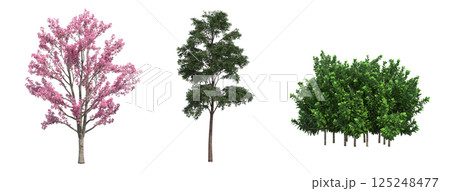 big tree, isolate on a transparent background, 3d illustration 125248477