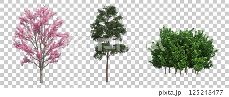 big tree, isolate on a transparent background, 3d illustration 125248477
