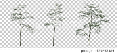 big tree, isolate on a transparent background,...のイラスト素材 [125248484 ...