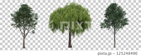 big tree, isolate on a transparent background, 3d illustration big tree, isolate on a transparent background, 3d illustration 125248490