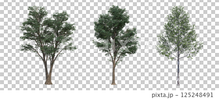 big tree, isolate on a transparent background, 3d illustration 125248491