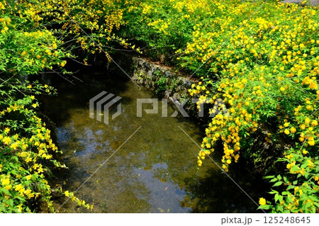 川を覆いつくす山吹の花 125248645