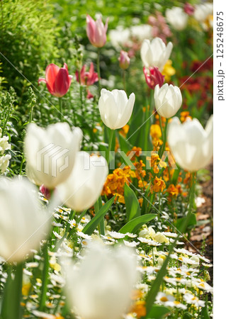 純白のチューリップとカラフルな花に彩られた春の花壇 純白のチューリップとカラフルな花に彩られた春の花壇 125248675