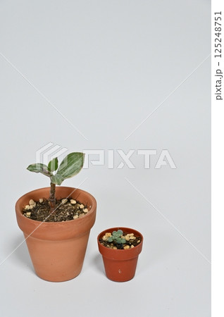 鉢植えの成長比較 125248751
