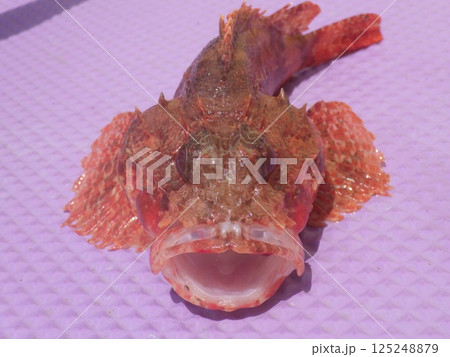 オニカサゴが釣れました オニカサゴが釣れました 125248879