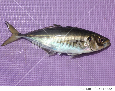 アジが釣れました アジが釣れました 125248882