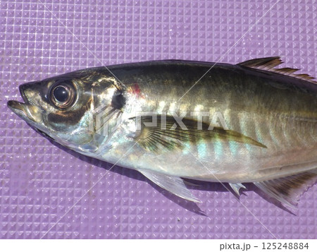 アジが釣れました アジが釣れました 125248884
