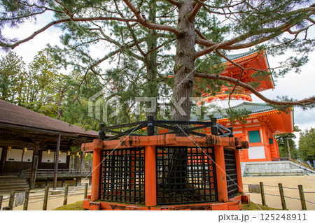 高野山 三鈷の松と根本大塔、御影堂 壇上伽藍 和歌山県 高野山 三鈷の松と根本大塔、御影堂 壇上伽藍 和歌山県 125248911