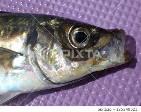 真鯵が釣れました 真鯵が釣れました 125249023