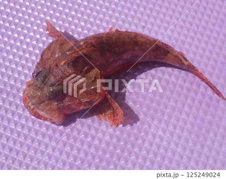 オニカサゴが釣れました 125249024