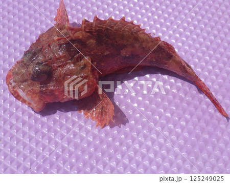 オニカサゴが釣れました オニカサゴが釣れました 125249025