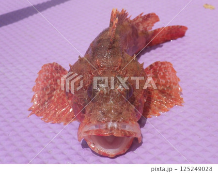 オニカサゴが釣れました 125249028