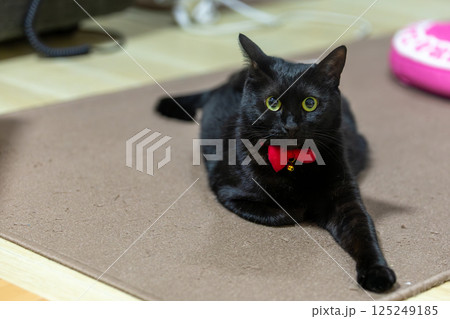黒猫 125249185