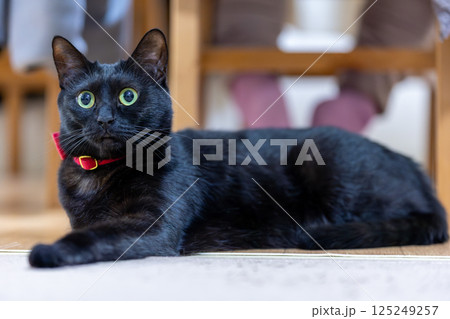 黒猫 125249257