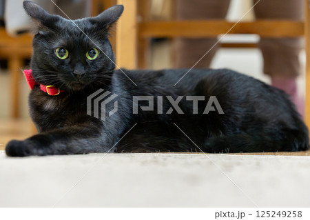 黒猫 125249258