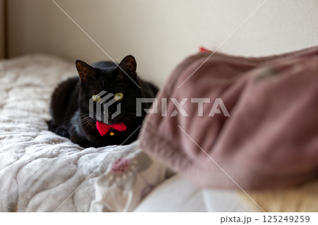 黒猫 125249259