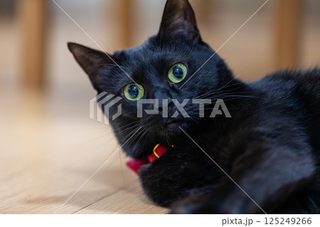 黒猫 黒猫 125249266